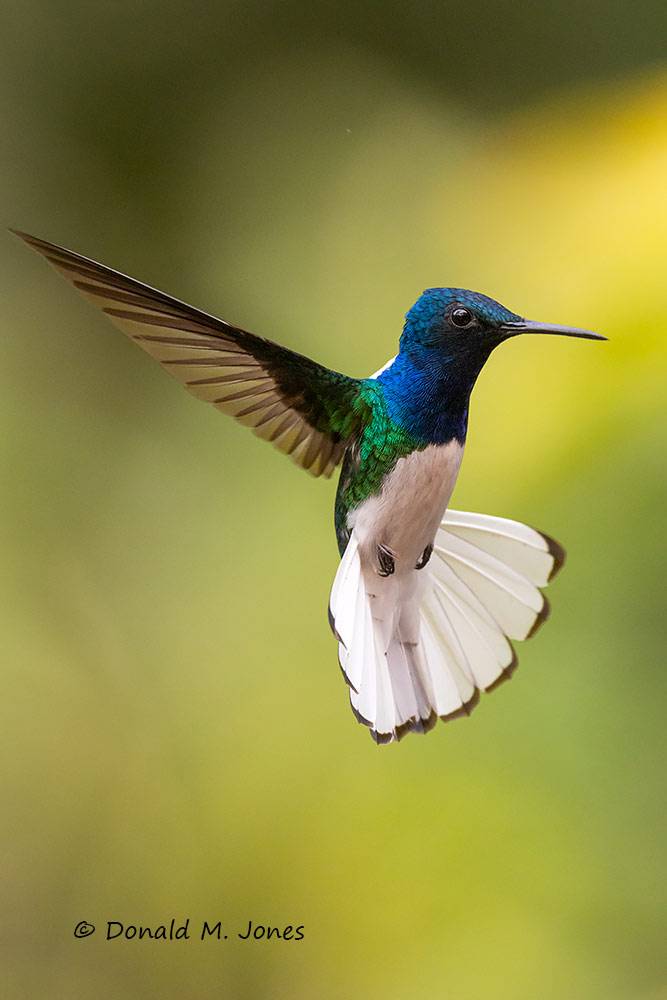 White-necked-Jacobin0123D