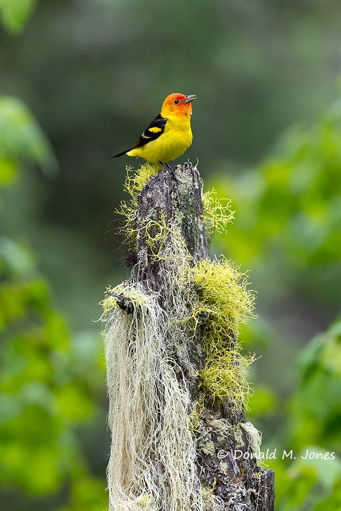 Western-Tanager1205D