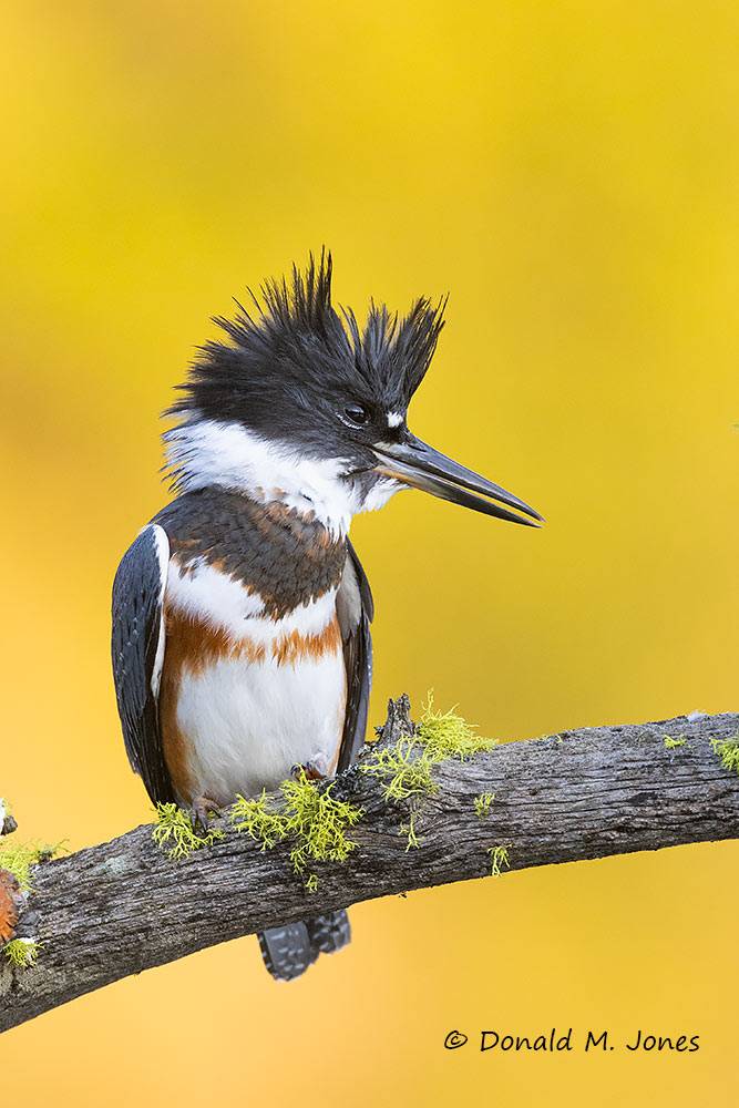 Belted-Kingfisher0643D