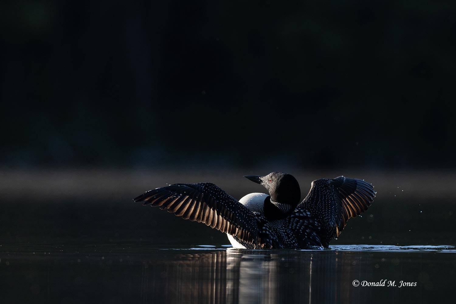 Common-Loon5119D