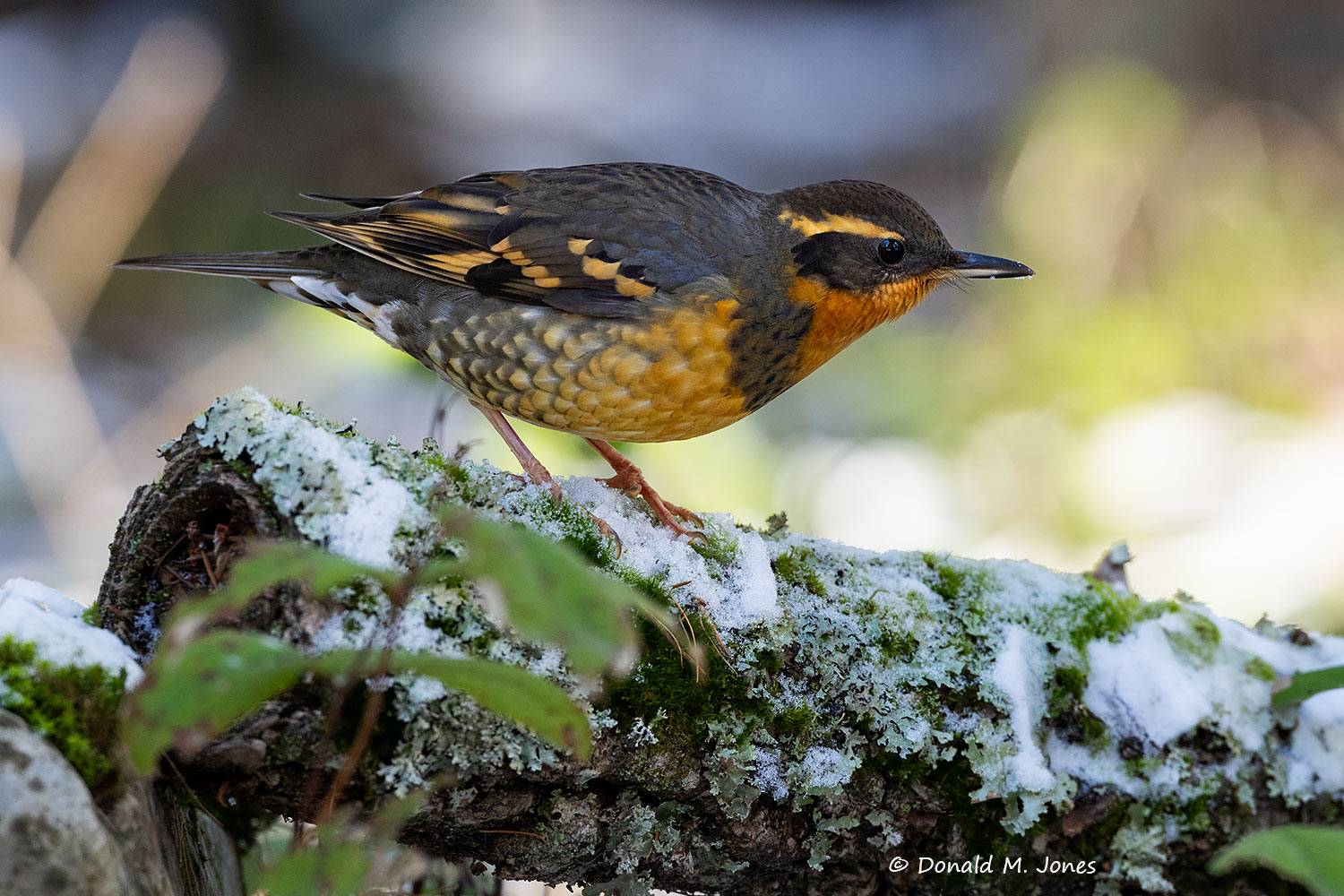 Varied-Thrush0591D