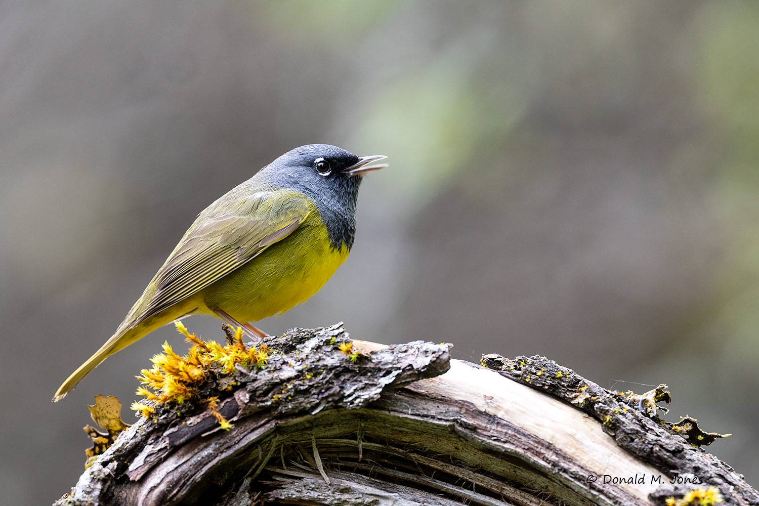 MacGillivray's-Warbler0425D