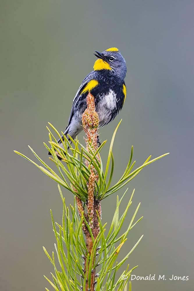 Yellow-rumped-Warbler0597D