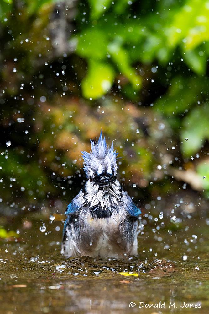 May 26 - Blue Jay taking a bath.