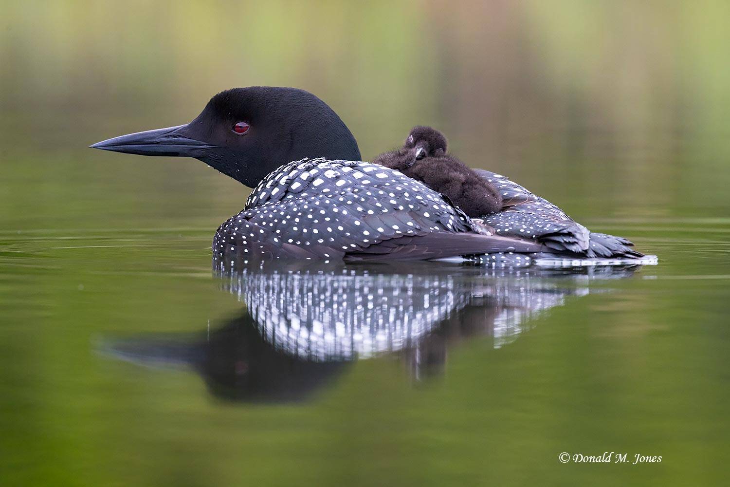 Common-Loon4789D
