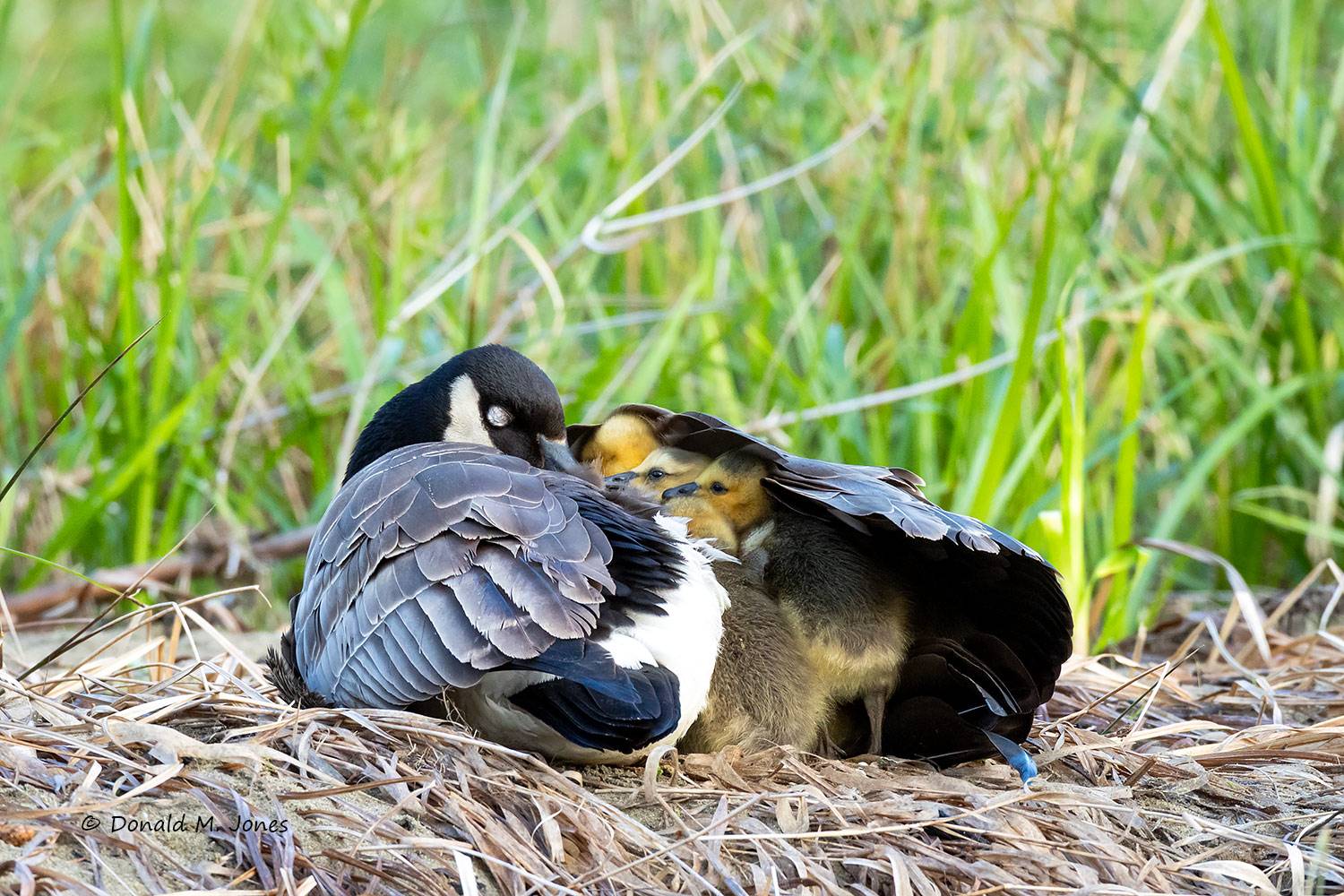 May 15 - Canada Goose taking a nap with goslings under her wing.