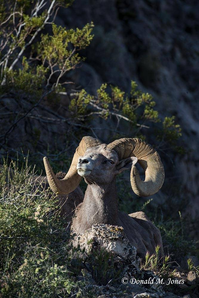 Desert-Bighorn-Sheep00909D
