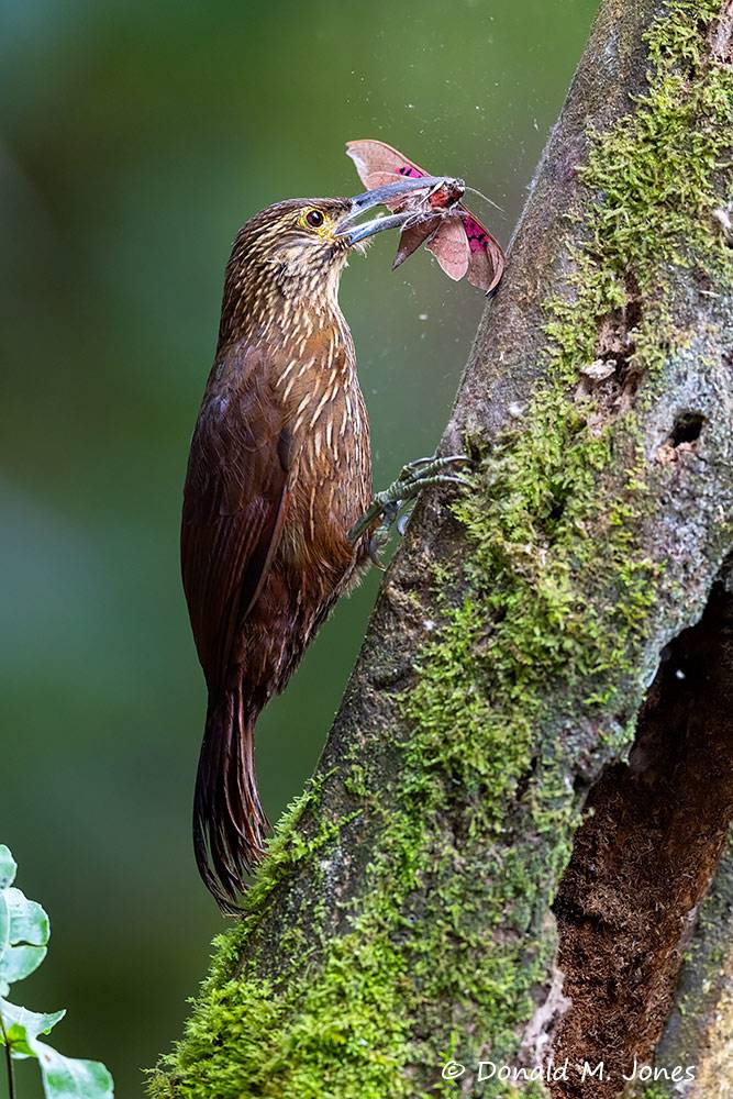 Strong-billed-Woodcreeper0141D