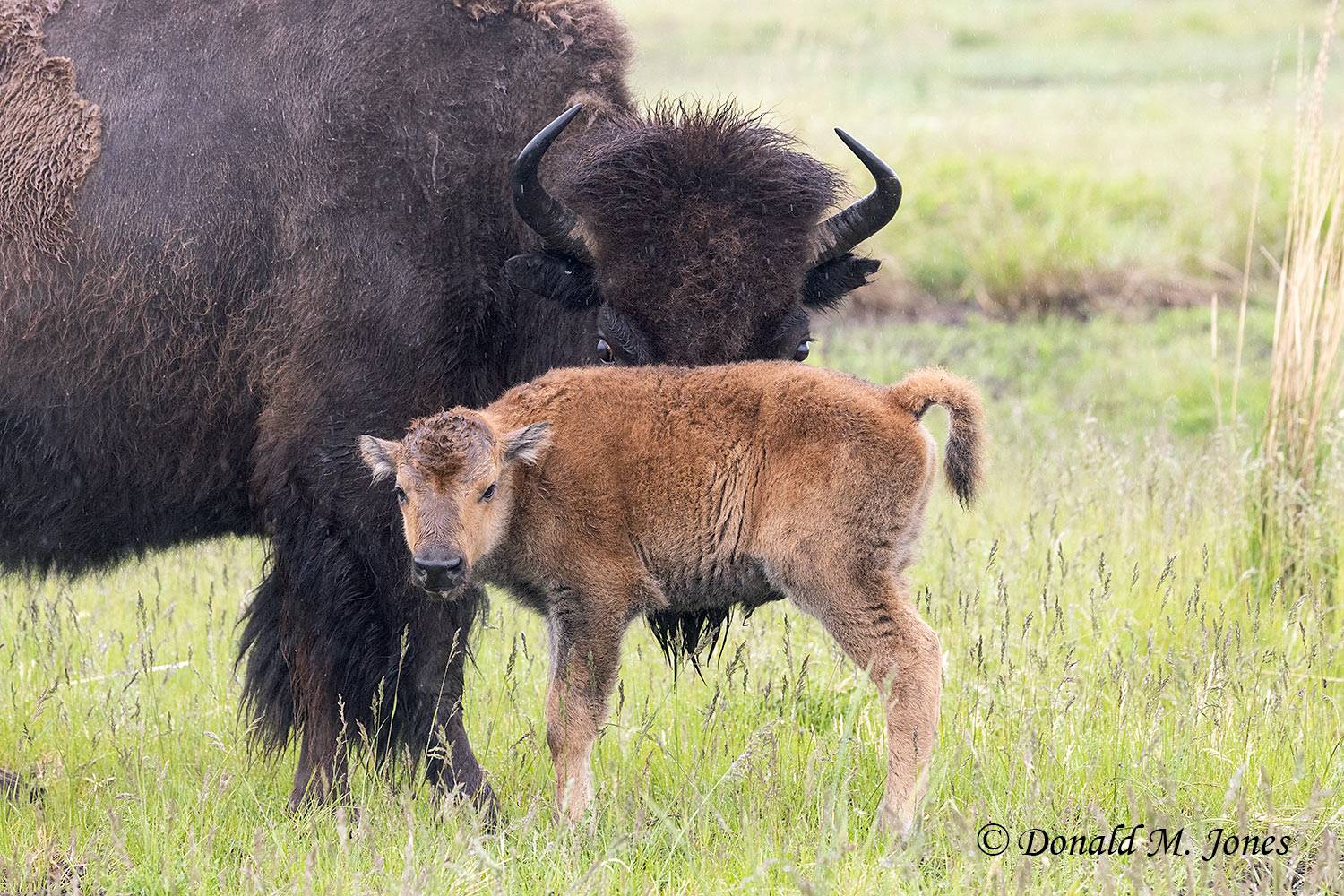 American-Bison03258D
