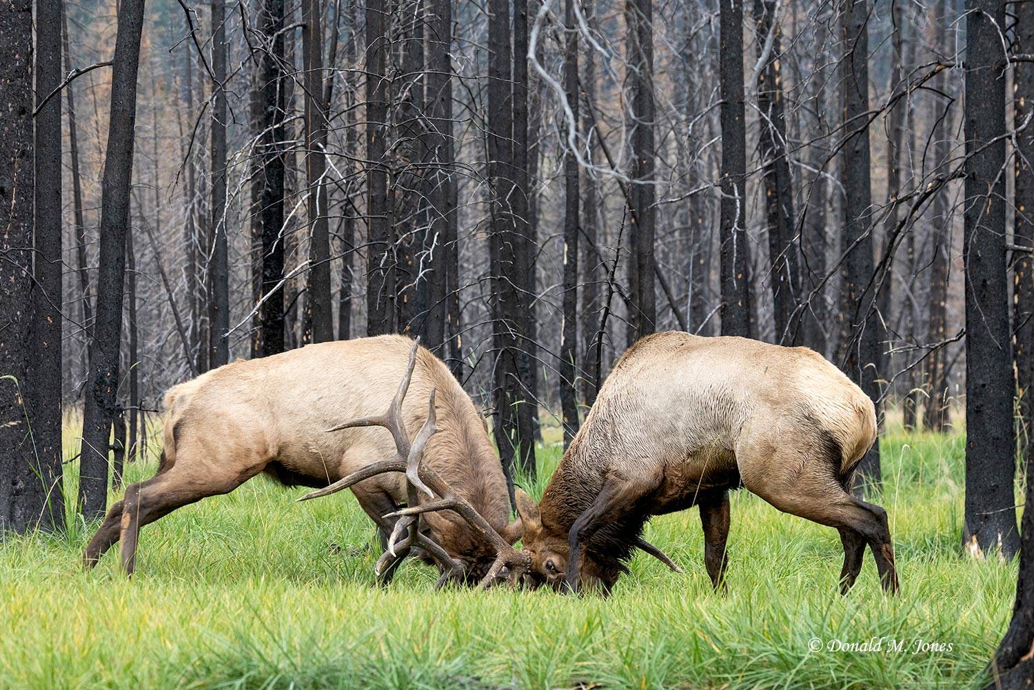 Elk-(Rocky-Mtn)31503D