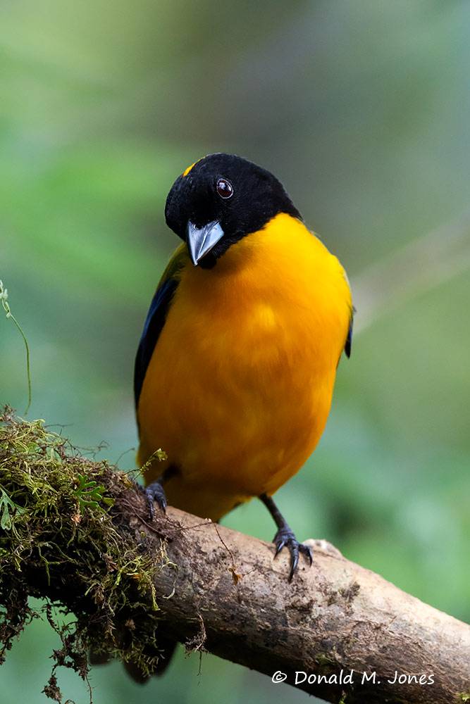 Black-chinned-Mountain-Tanager0101D.