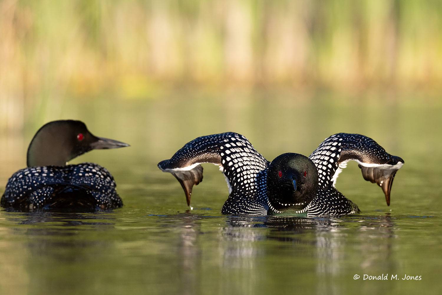 Common-Loon5523D