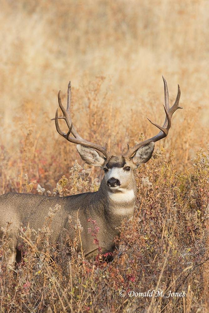 Mule Deer Hunting Guides And Outfitters