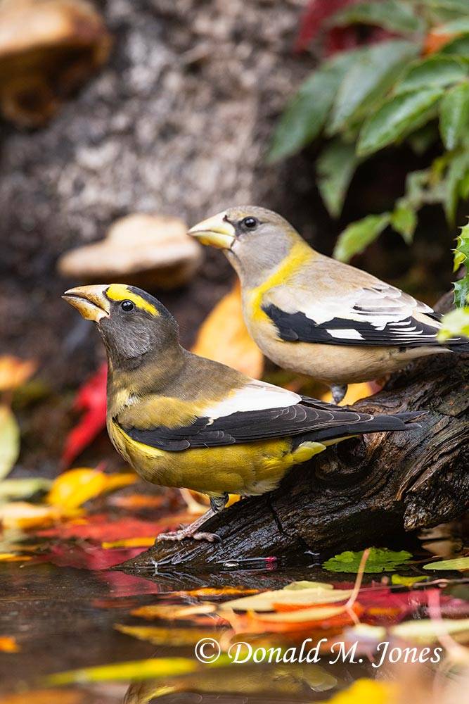 Evening-Grosbeak0673D