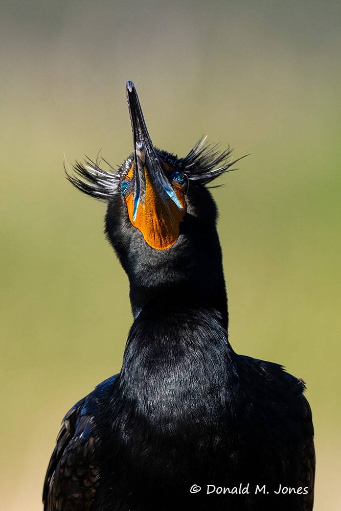 Double-crested-Cormorant0317D