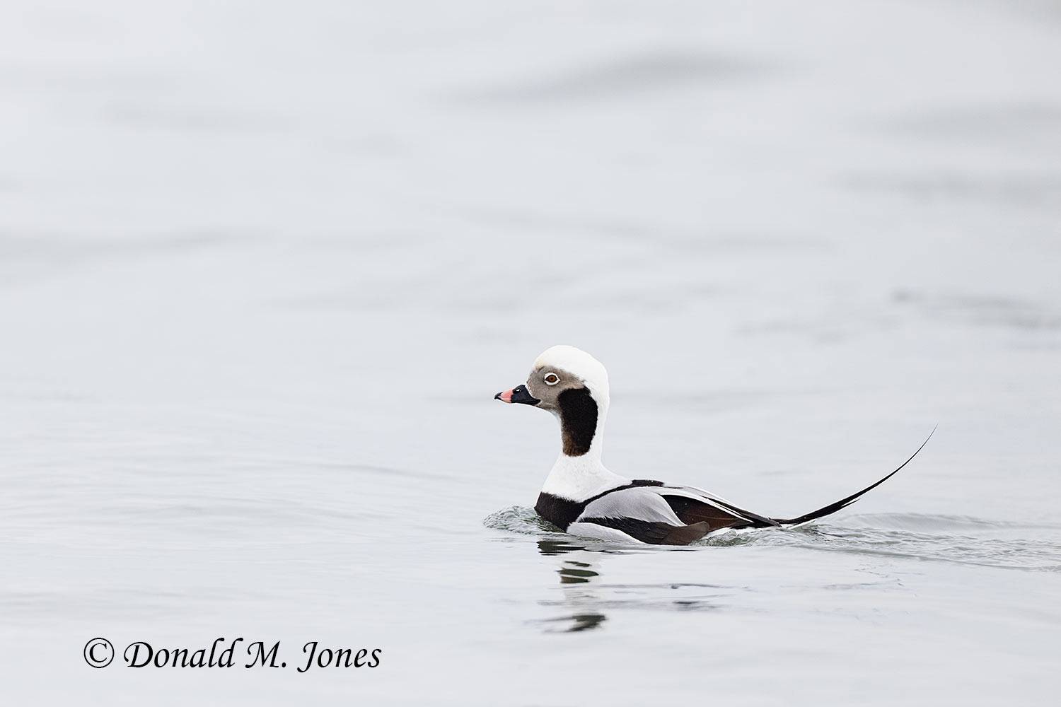 Long-tailed-Duck0290D