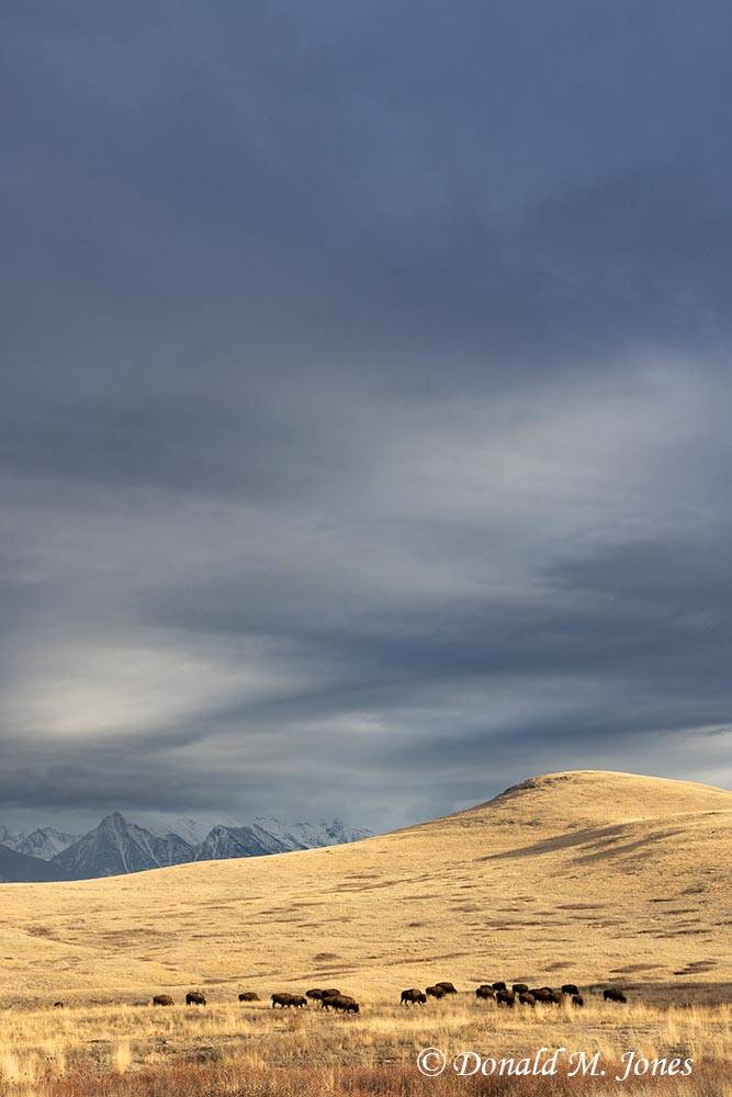 American Bison before the storm.