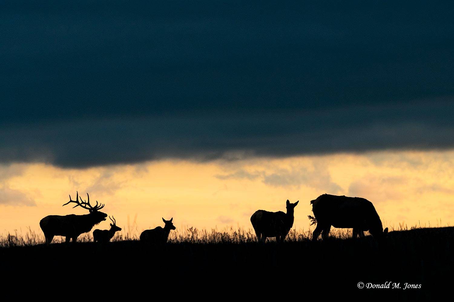 Elk-(Rocky-Mtn)31557D