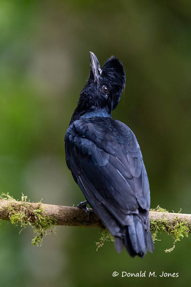 Long-wattled-umbrellabird0103D