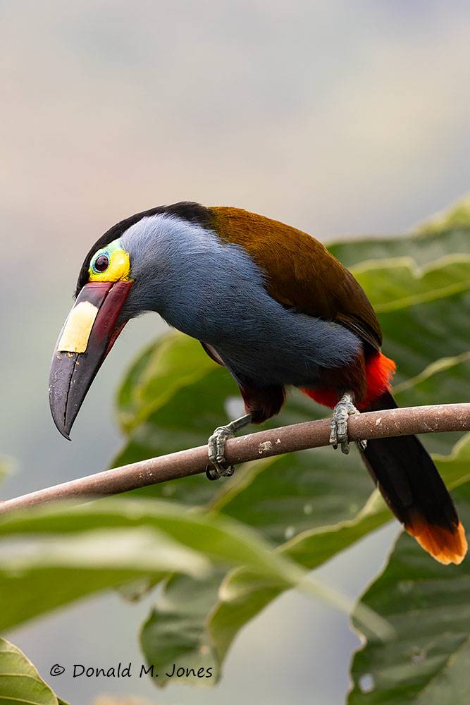 Plate-billed-Mountain-Toucan0146D