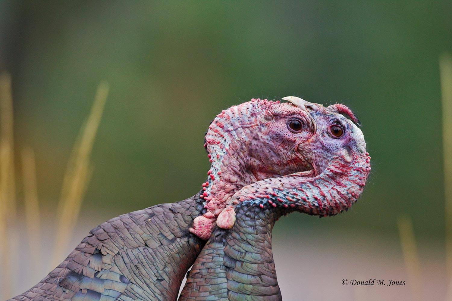 Wild-Turkey-(Merriams)08715D