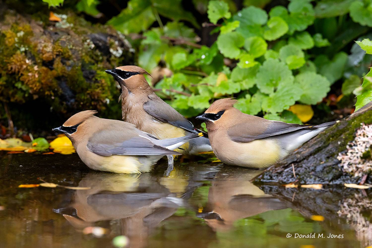 Cedar-Waxwing0596D