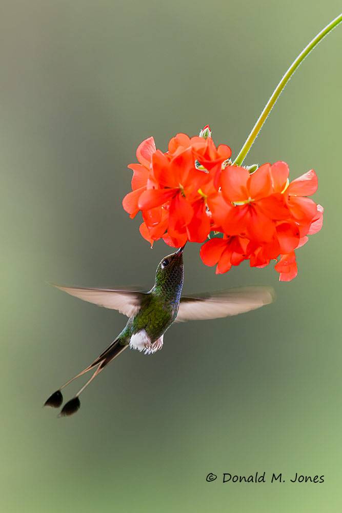 White-booted-Racket-tail0125D