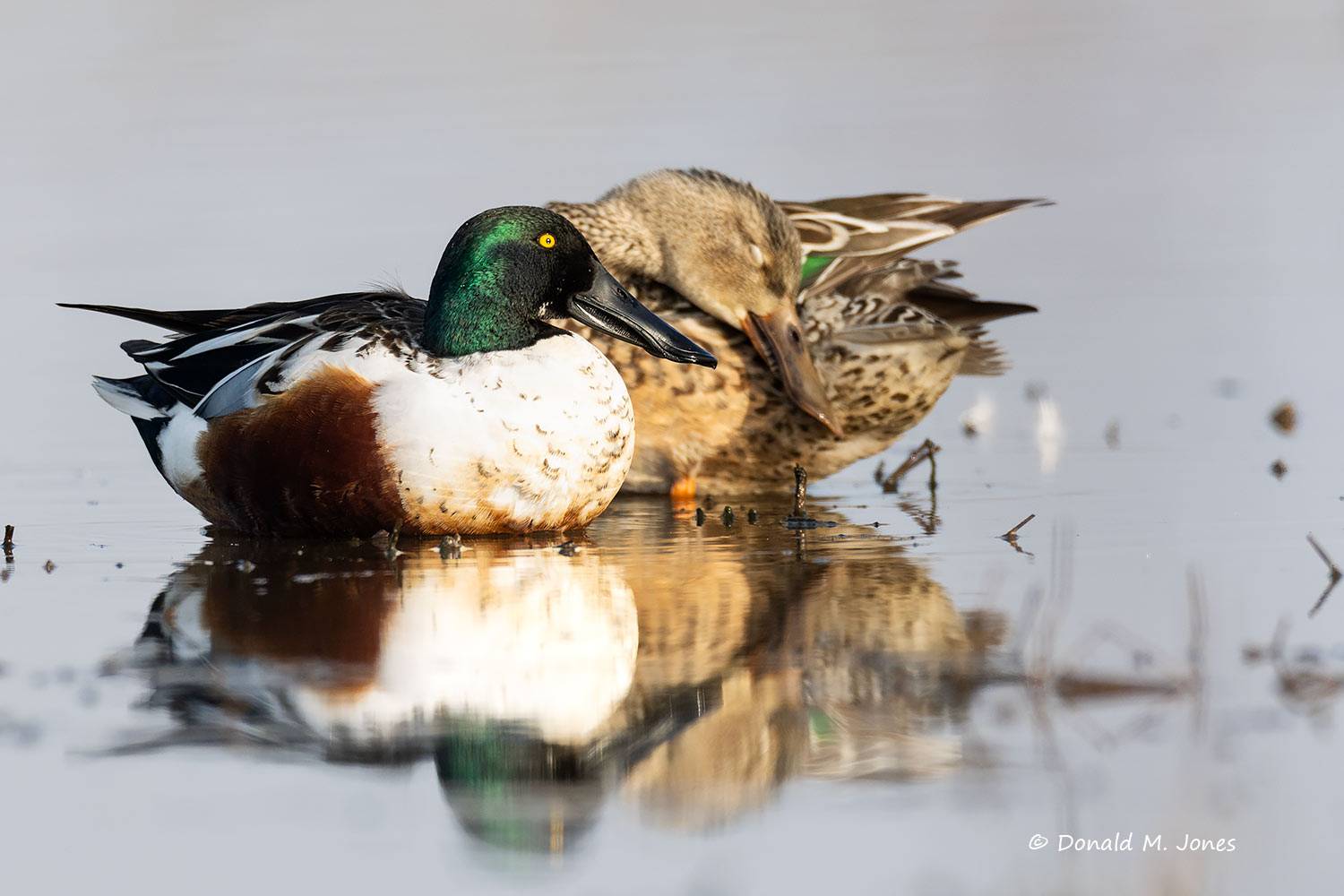 Northern-Shoveler0469D