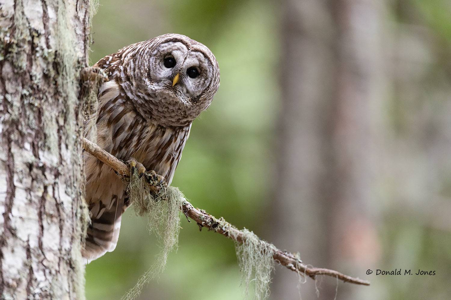 Barred-Owl0356D