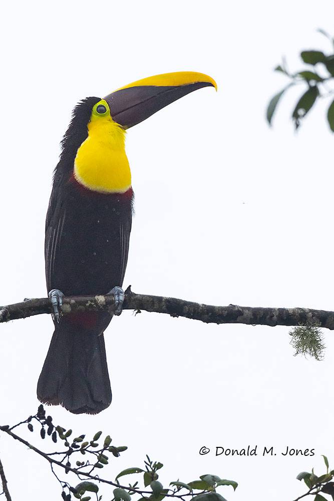 Yellow-throated-Toucan0116D