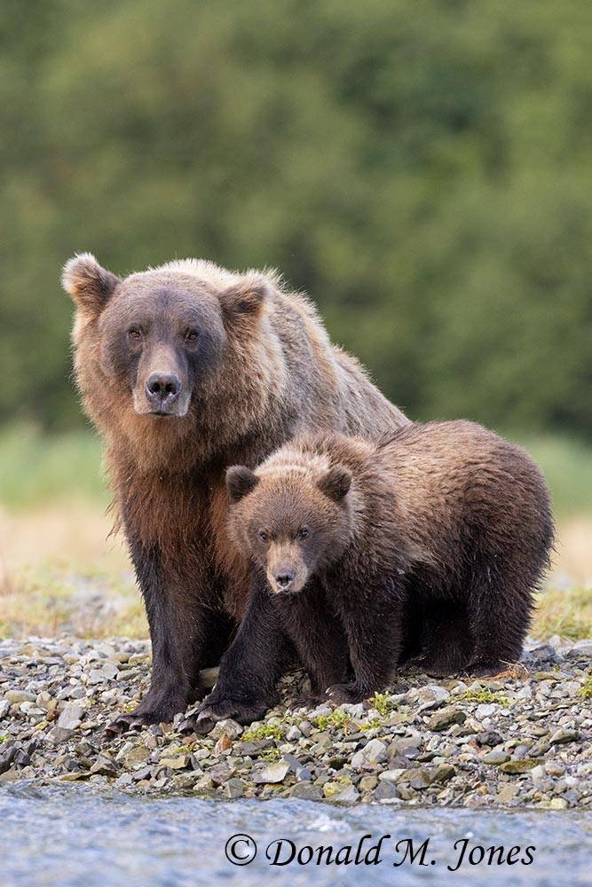 Brown Bear mother and single cub.