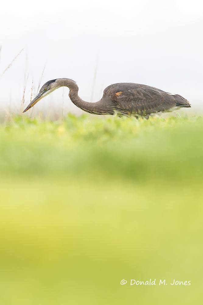 Great-Blue-Heron0964D