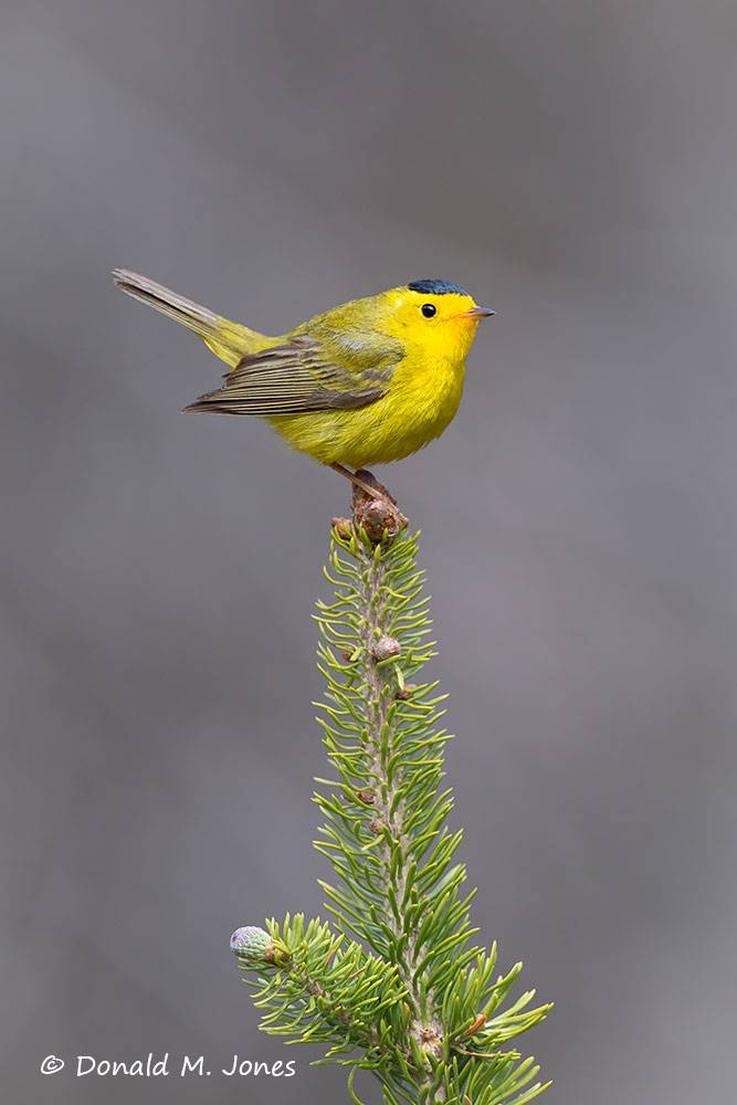 Wilson's-Warbler0386D