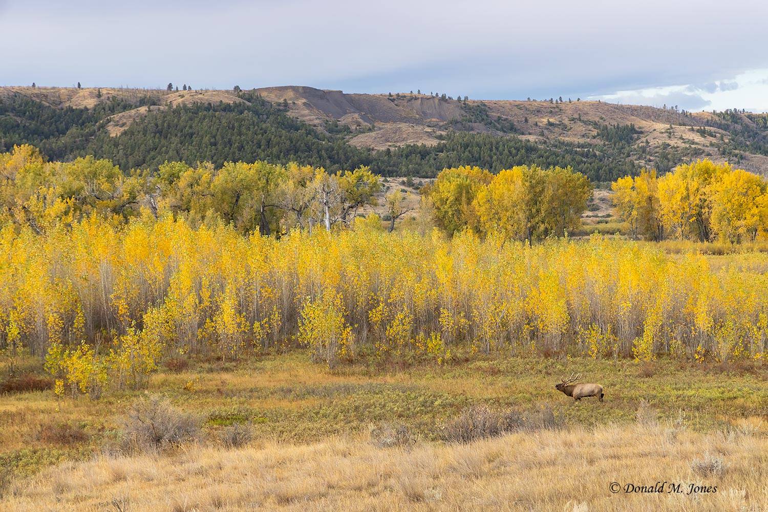 Elk-(Rocky-Mtn)31641D