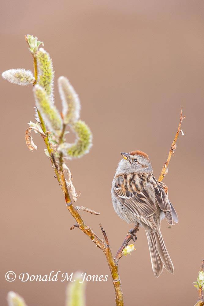 American-Tree-Sparrow0194D