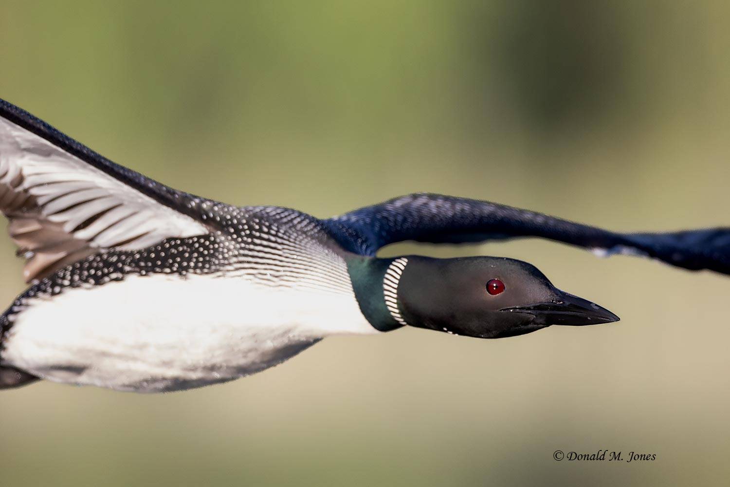 Common-Loon4987D