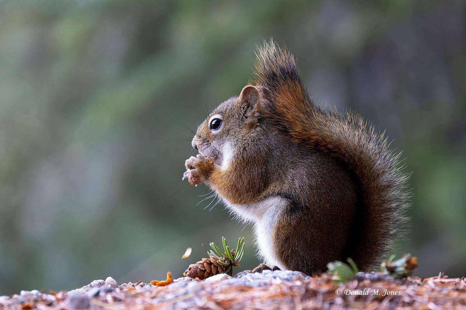 Pine Squirrel