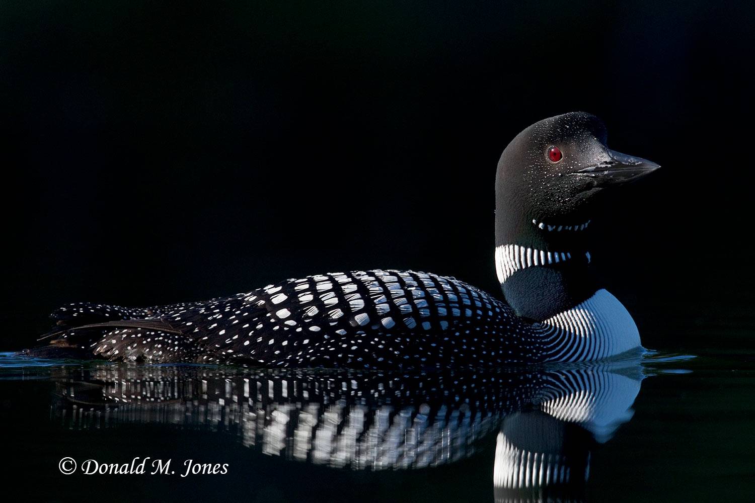 Common-Loon0633D