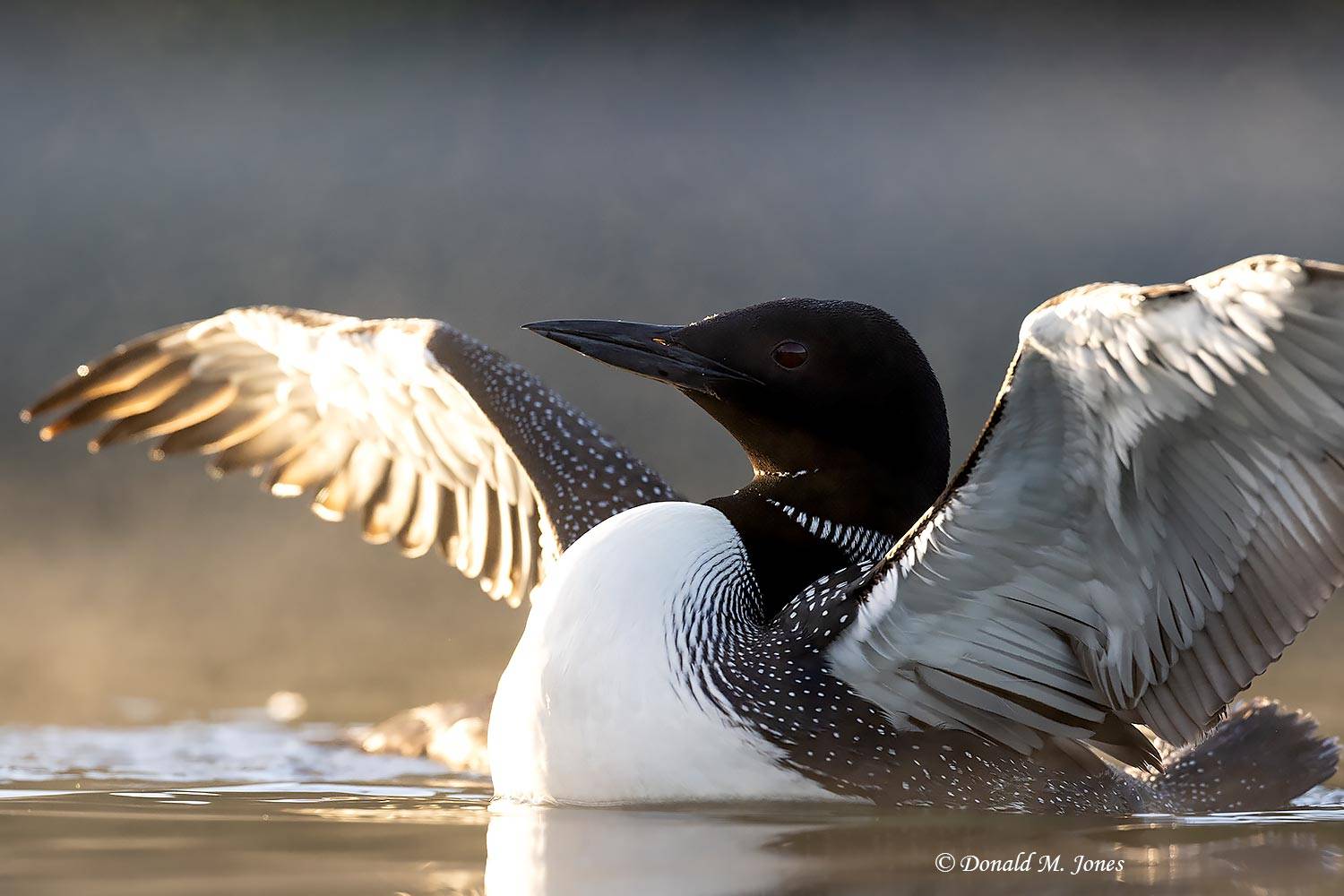 Common-Loon5158D