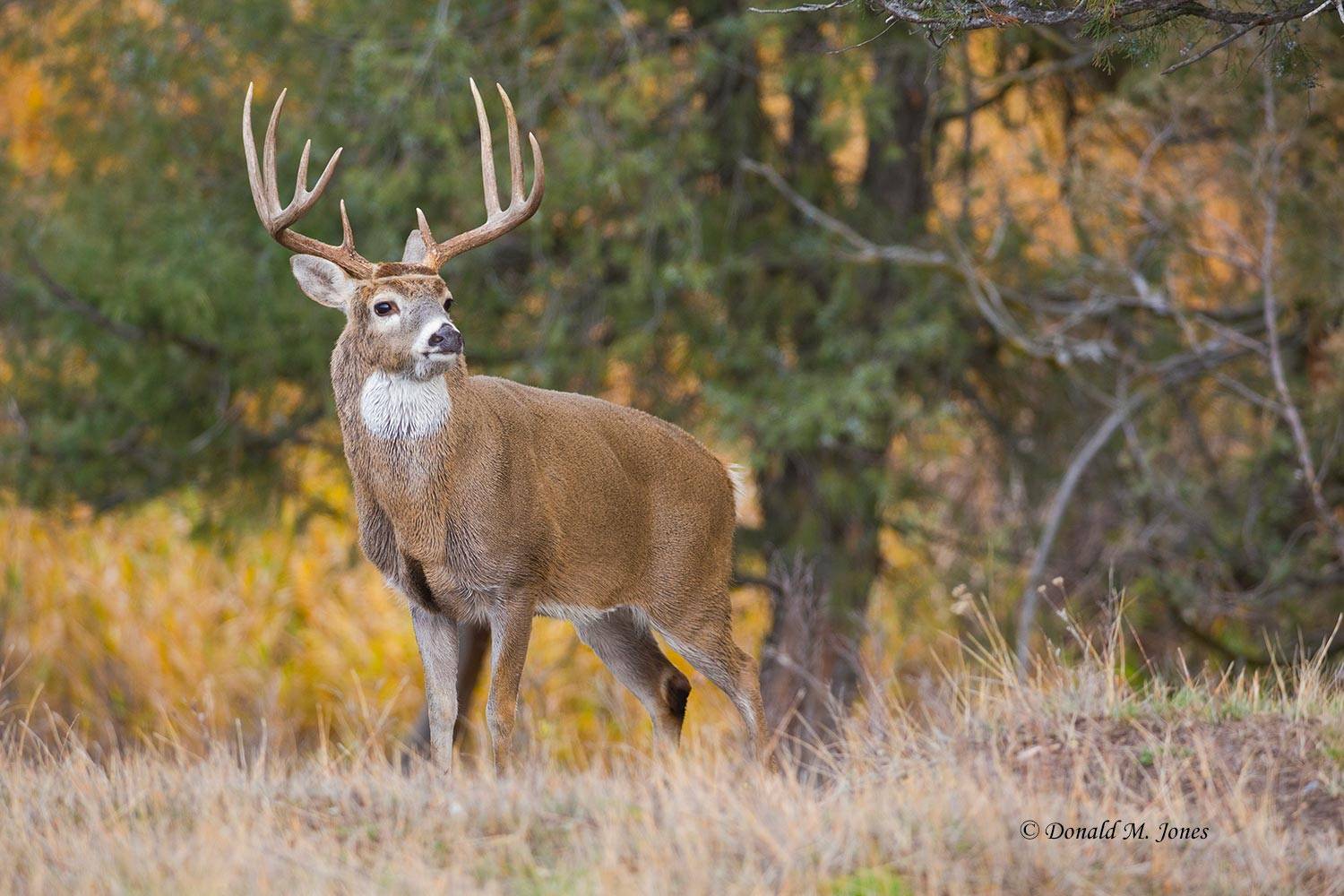 Whitetail-Deer50783D.jpg