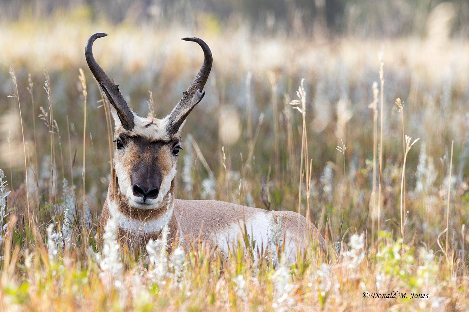 Pronghorn-Antelope6664D.