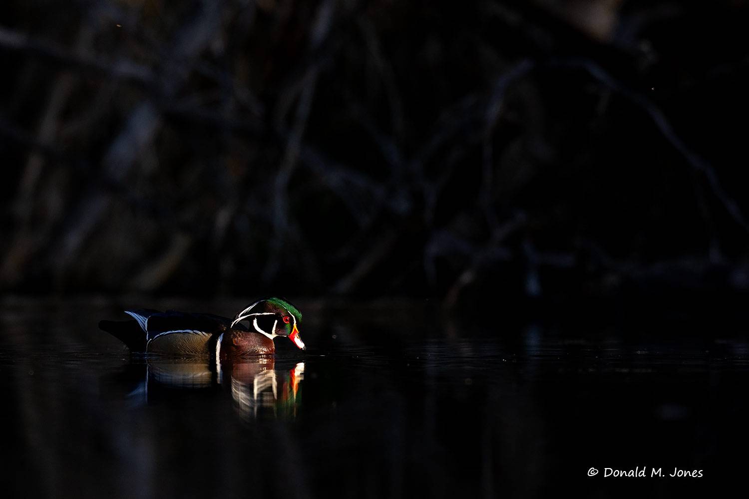 Wood-Duck1135D
