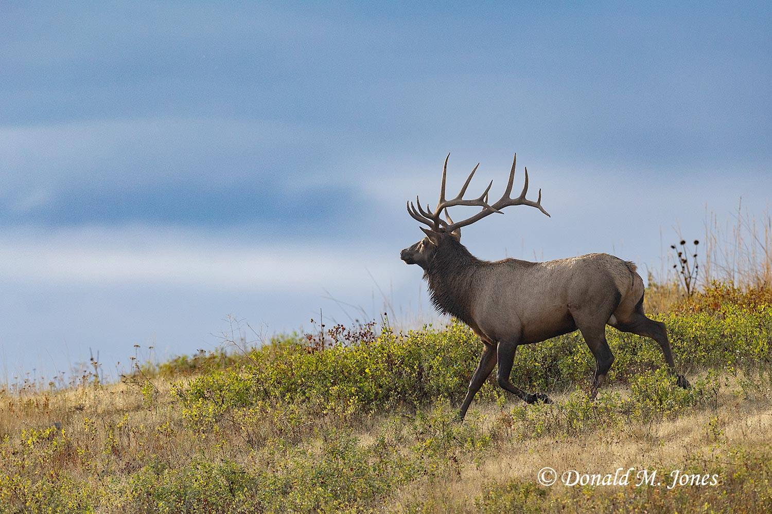 Elk-(Rocky-Mtn)31234D