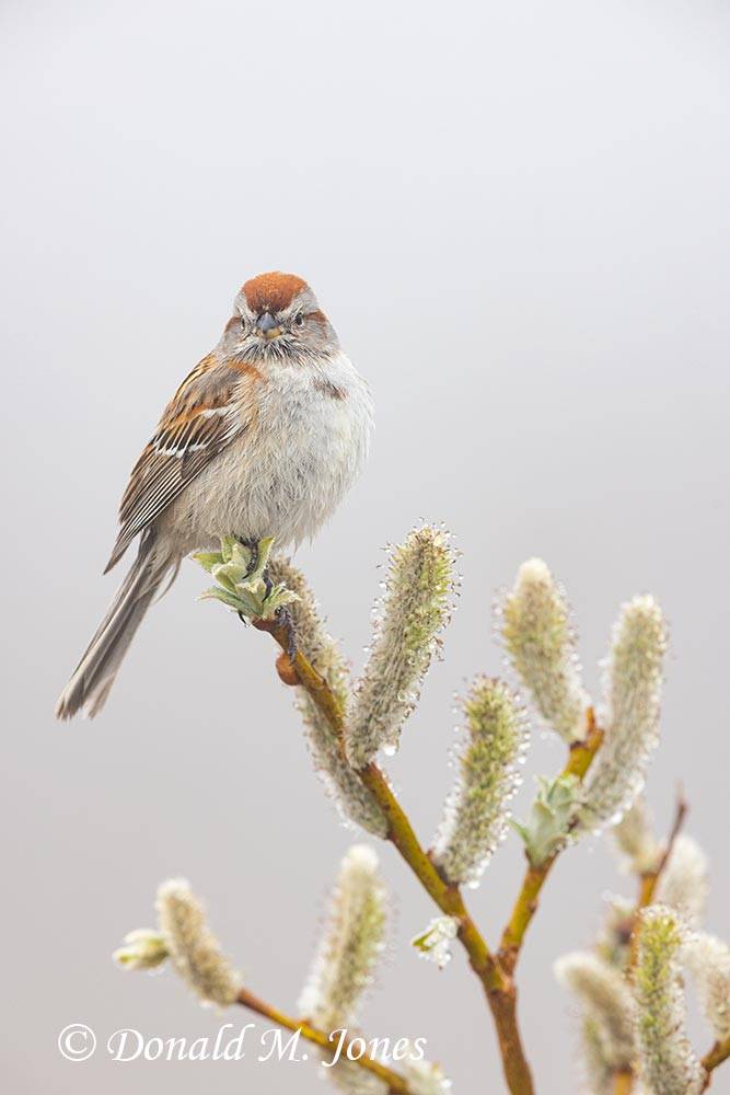 American-Tree-Sparrow0220D
