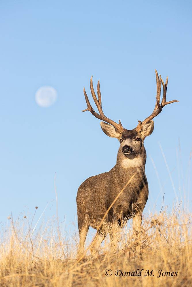 Mule-Deer13179D