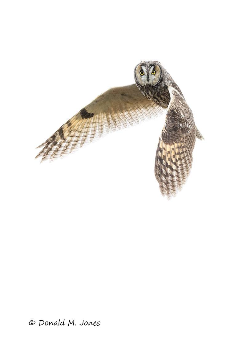 Long-eared-Owl0267D