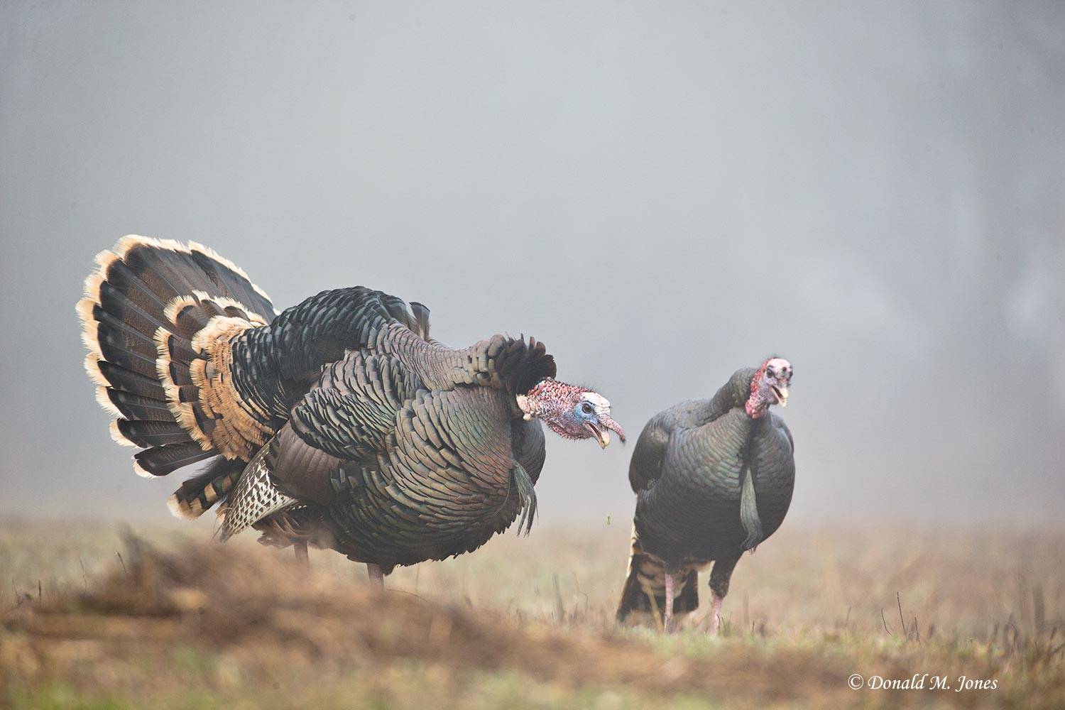 Wild-Turkey-(Merriams)11682D