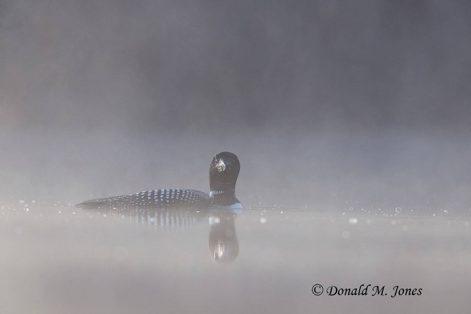 Common-Loon3931D