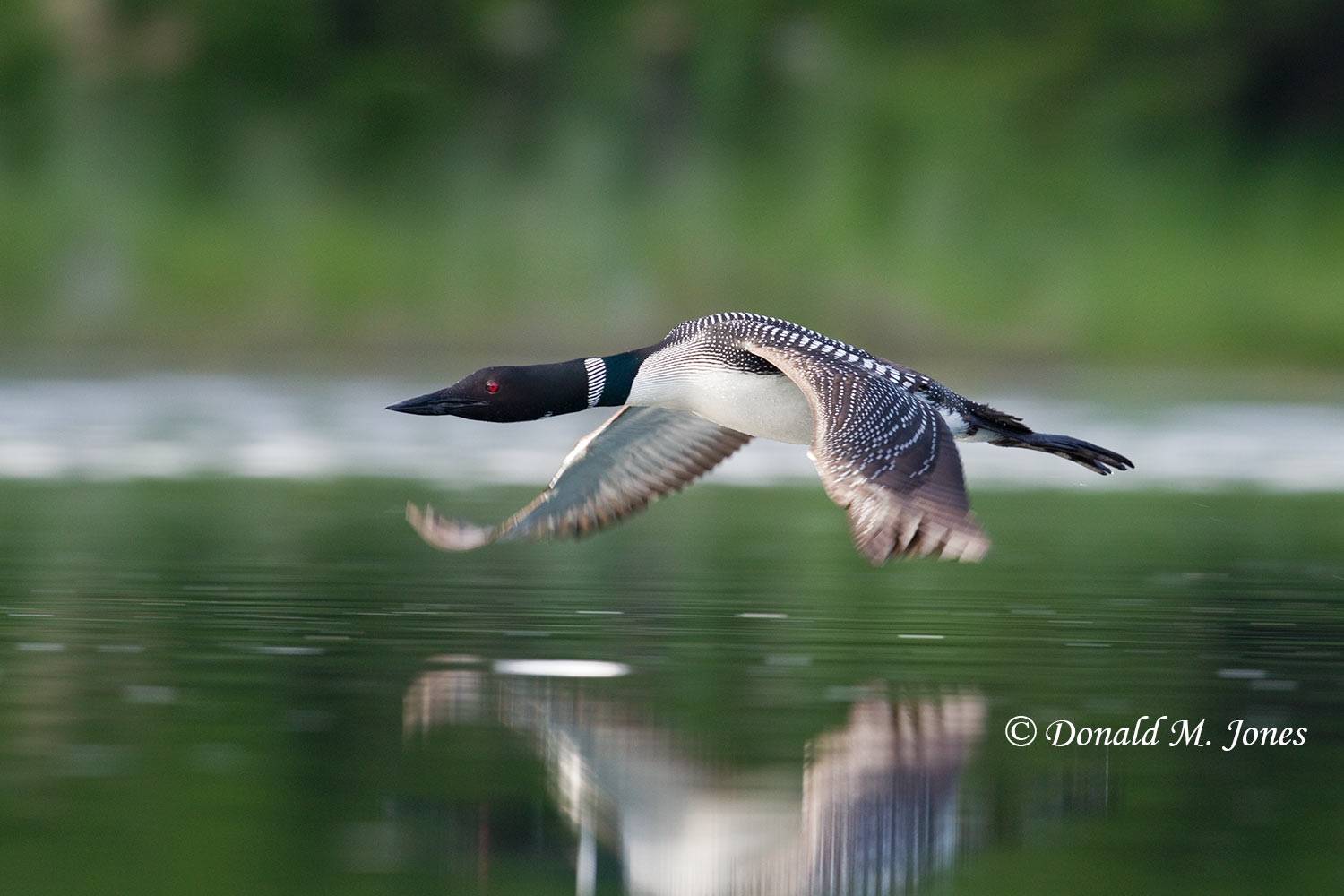 Common-Loon0758D