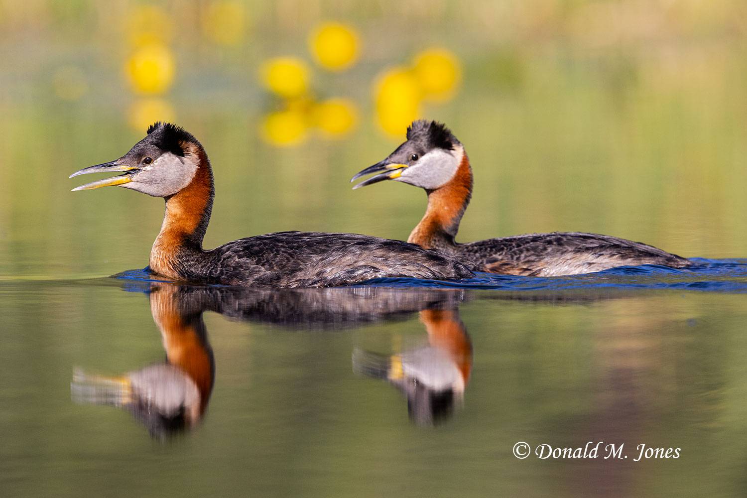 Red-neck-Grebe0442D